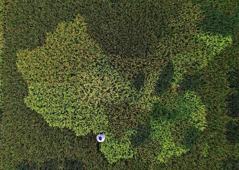 un agricoltore cinese e la mappa del suo paese realizzata con vari tipi di piante