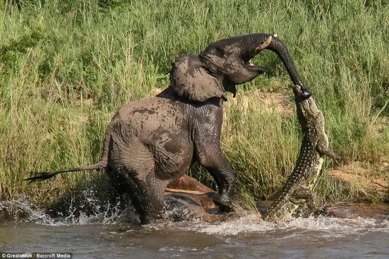 un coccodrillo attacca un elefante alla proboscide