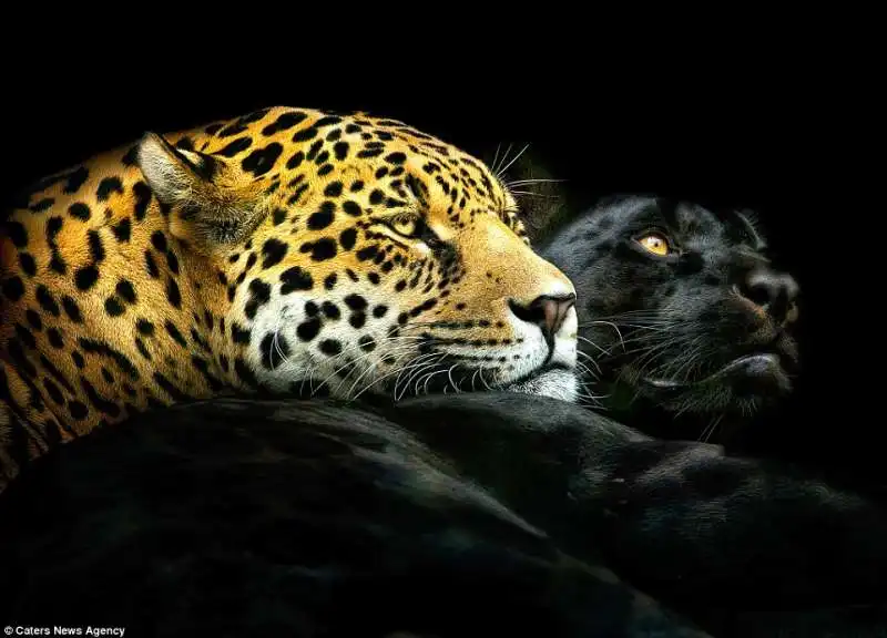 leopardo e pantera nera