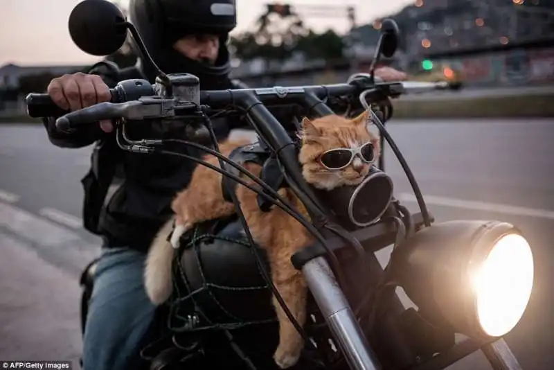 motociclista con gatto a rio de janeiro