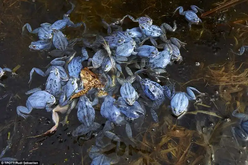 orgia di rane a berlino