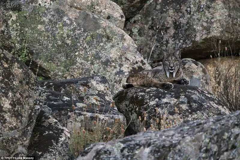 rara lince siberiana