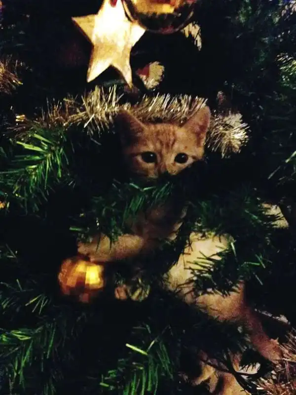 gatto di natale