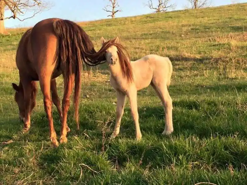 i capelli di questo cavallo