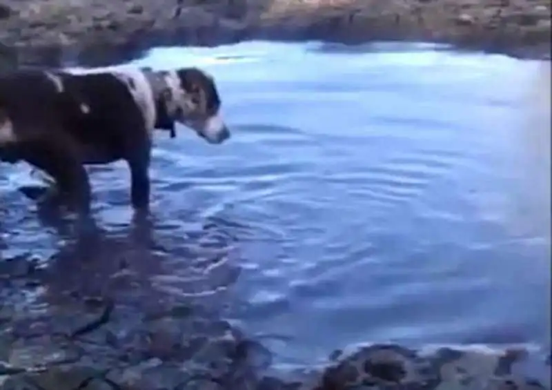 il cane entra nel pantano