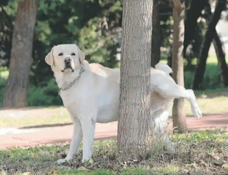 IL CANE FA PIPI