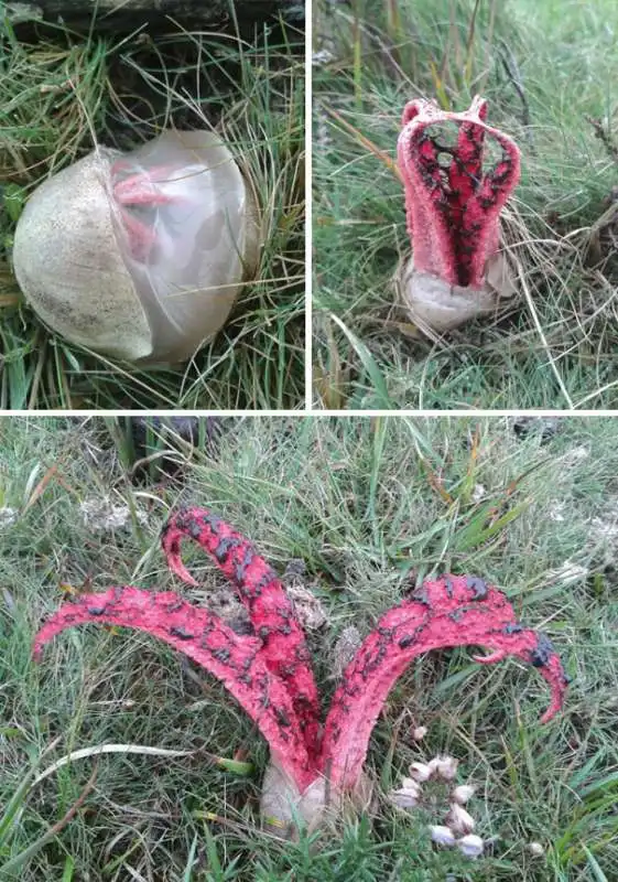  il fungo clathrus archeri