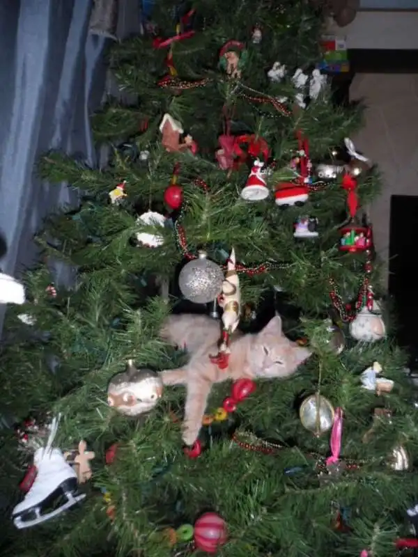 il gatto che dorme sopra l albero