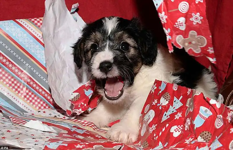 il primo natale di questi cuccioli