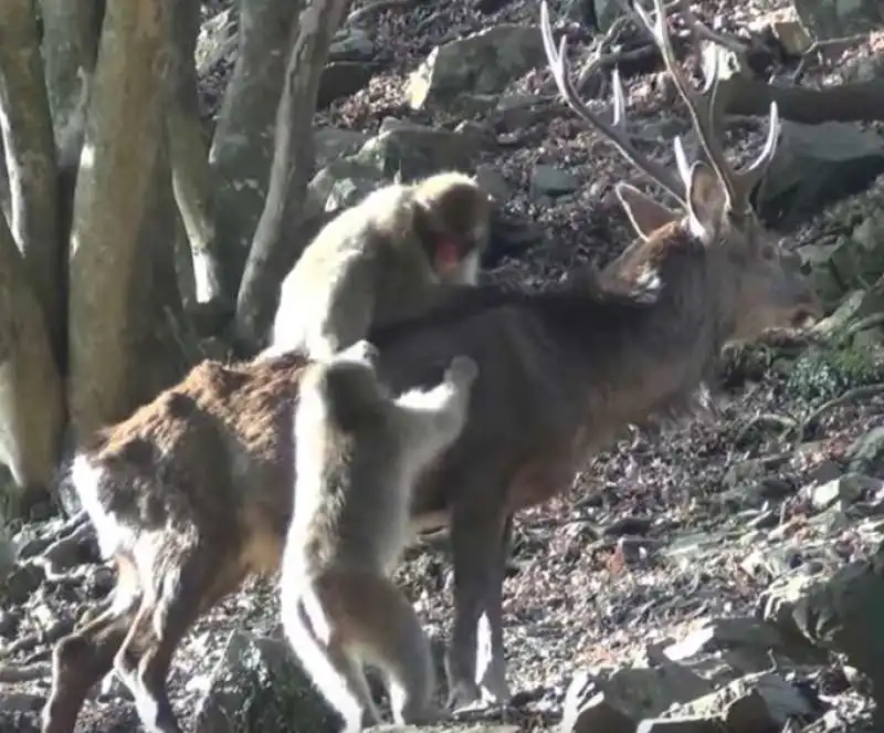 IL SESSO TRA LA FEMMINA DI MACACO GIAPPONESE E UN CERVO MASCHIO