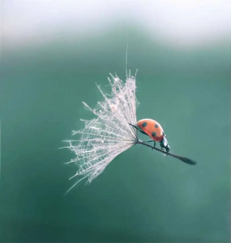 le coccinelle hanno i loro mezzi di trasporto