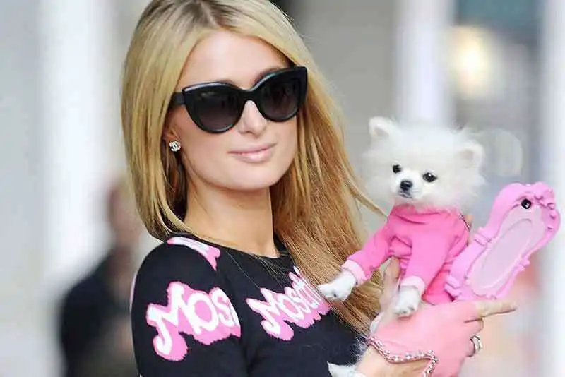 paris hilton e il suo cane