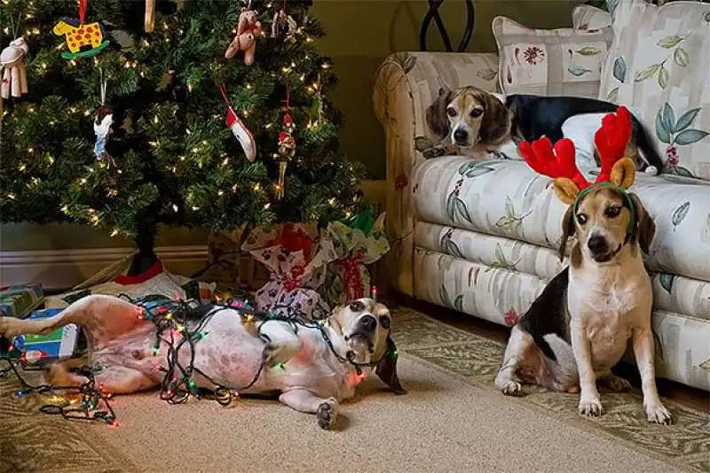 piccoli aiutanti di babbo natale