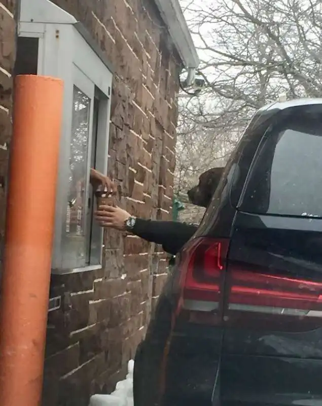 questo cane ha ordinato una caffe