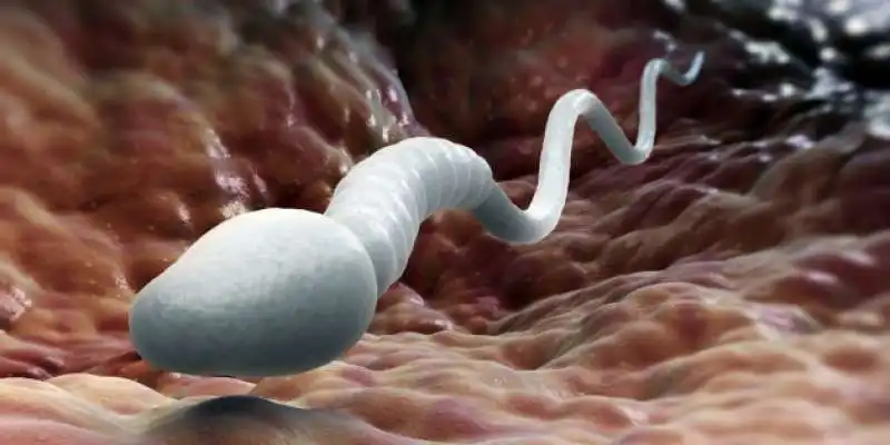 spermatozoo