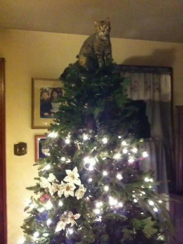 un gatto al posto della stella