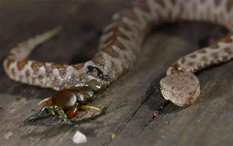 un millepiedi esce da un serpente