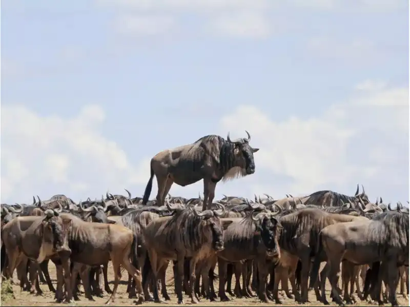 uno gnu cerca di farsi spazio 