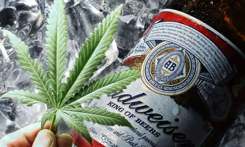 budweiser tilray