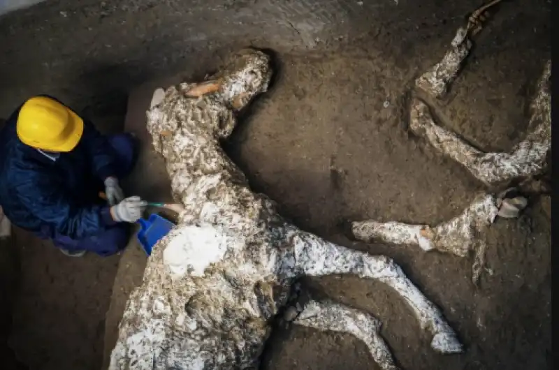 cavallo bardato pompei