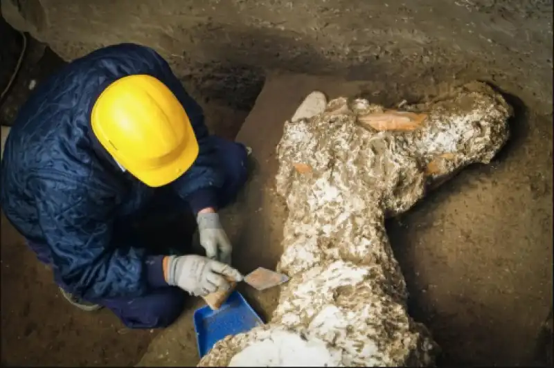 cavallo bardato pompei