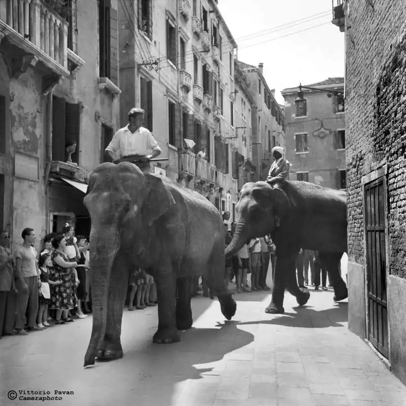 elefanti a venezia