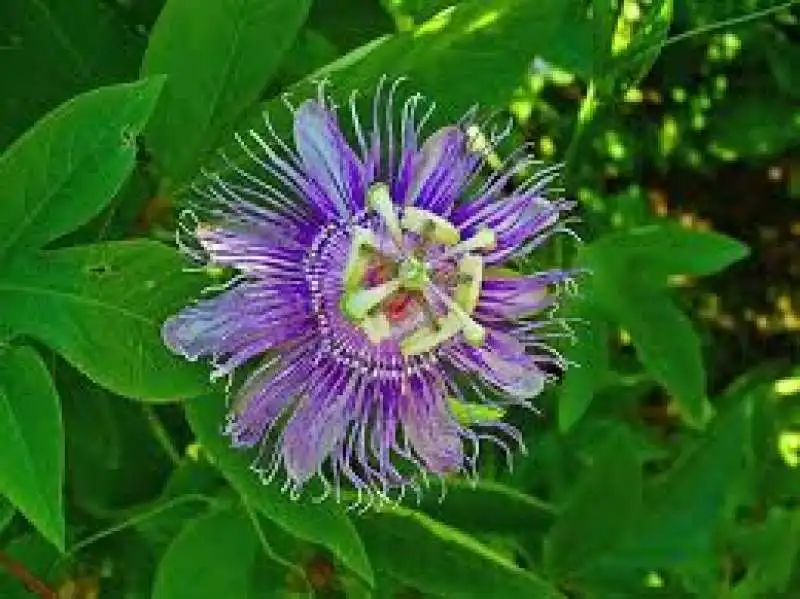 passiflora