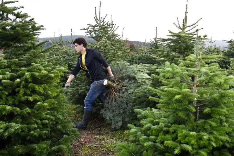 ALBERO DI NATALE VERO