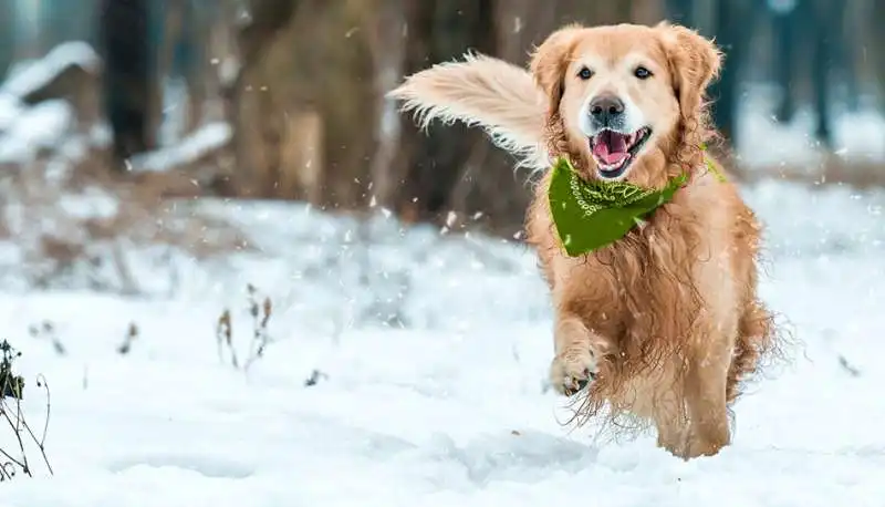 cane in inverno