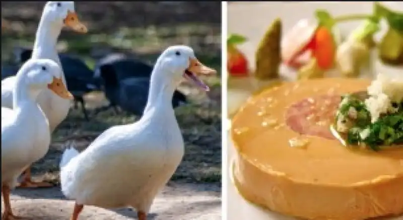 foie gras