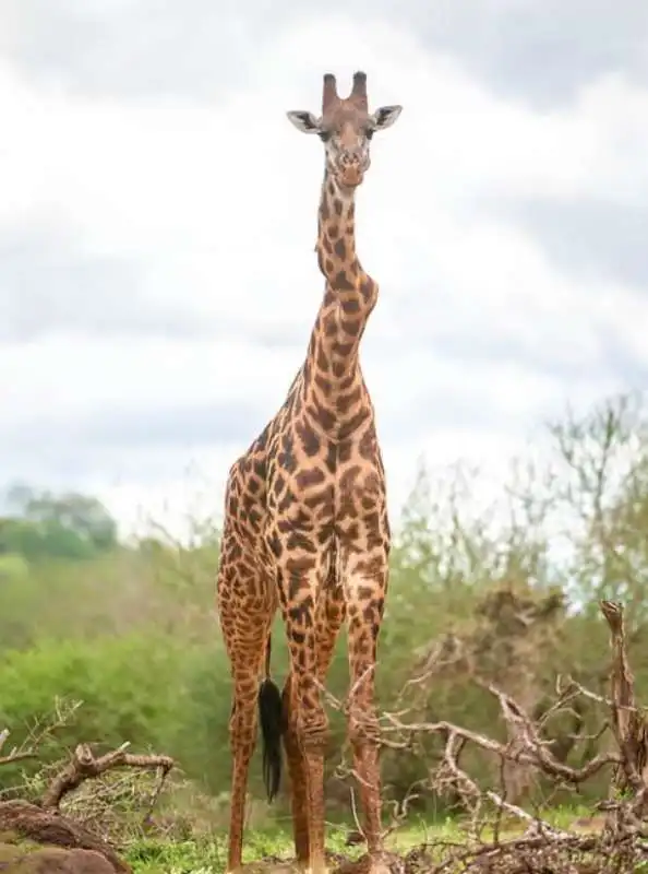 giraffa 1