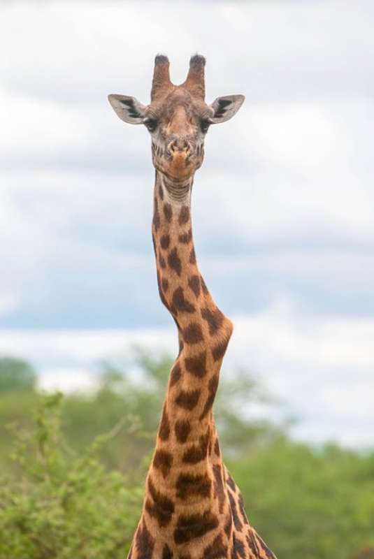 giraffa 2