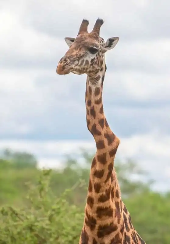 giraffa 3