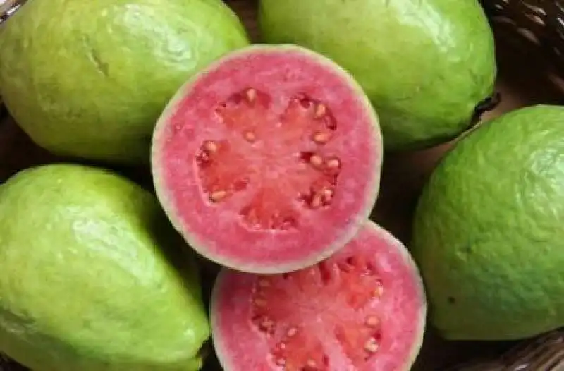  guava