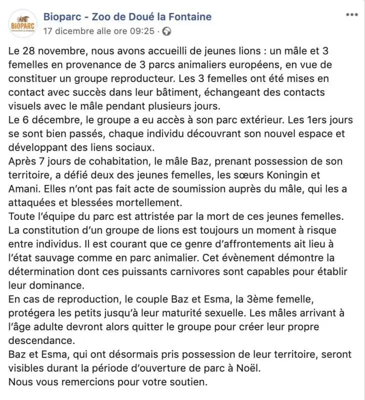 Il post dello zoo Doue' la Fontaine sulle leonesse uccise dal leone maschio