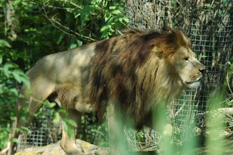 leone allo zoo de doue la fontaine 3