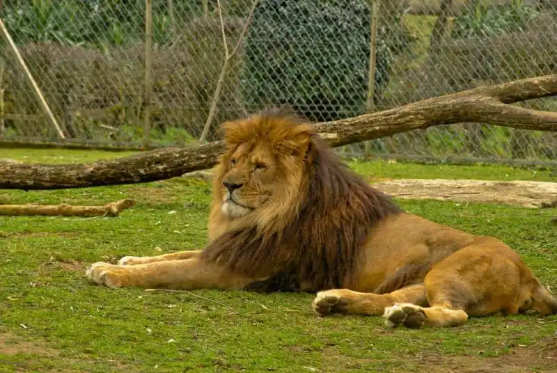 leone allo zoo de doue la fontaine 4