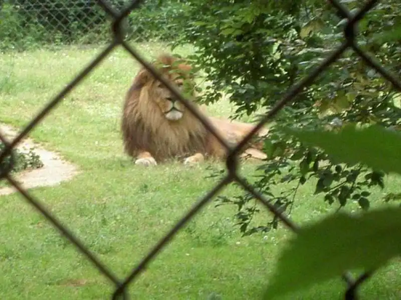 leone allo zoo de doue la fontaine 5