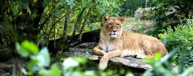 leonessa allo zoo de doue la fontaine