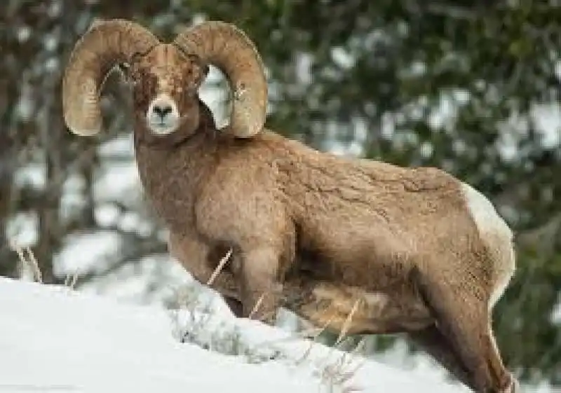 pecora argali