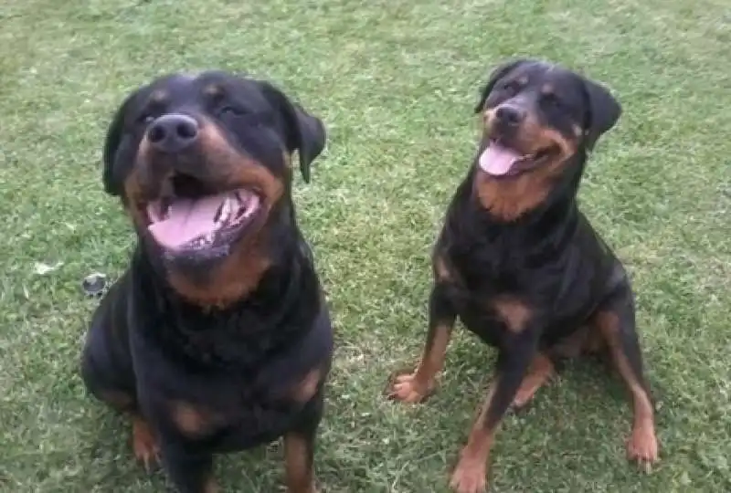 rottweiler  1