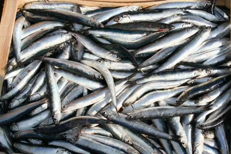 SARDINE