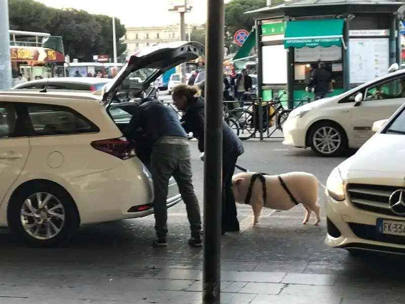 signora con maiale al guinzaglio a roma termini