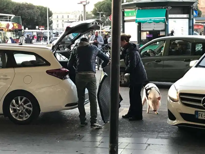 signora con maiale al guinzaglio a roma termini 2