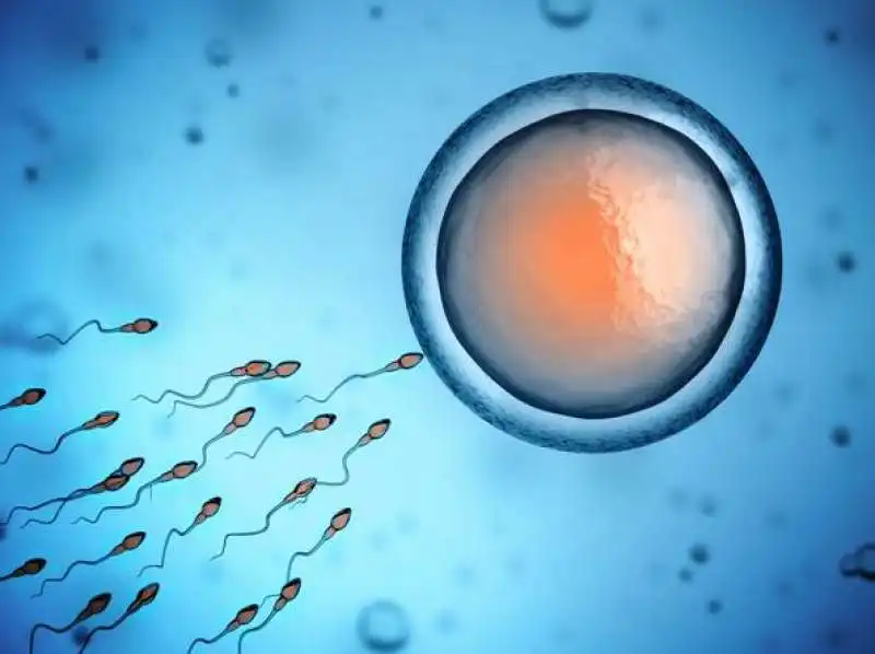 spermatozoi in azione