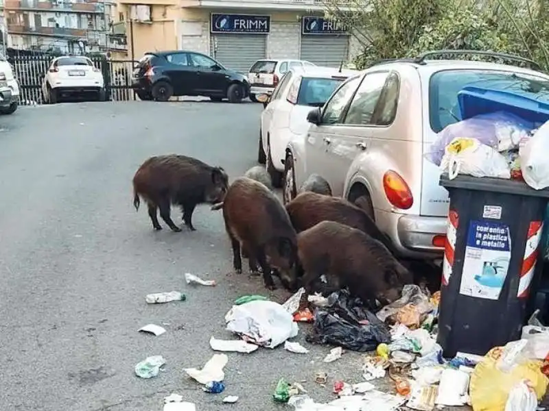 cinghiali tra i rifiuti