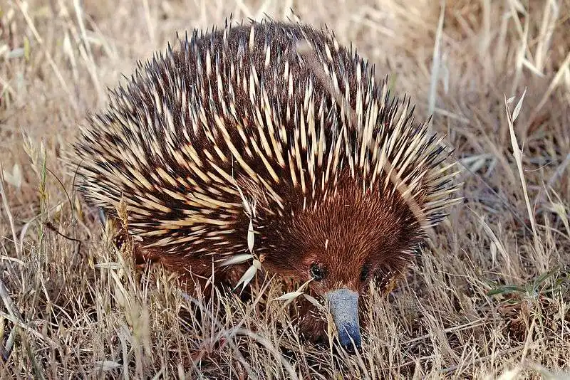 echidna australiano