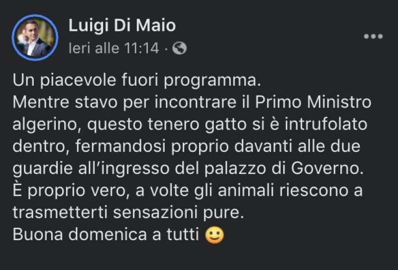 luigi di maio e il gattino in algeria