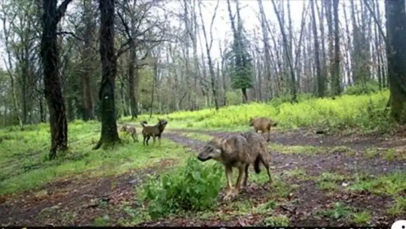 lupi nel parco di veio