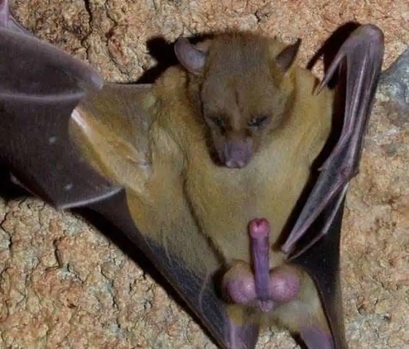 pene pipistrello